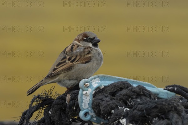 House sparrow (Passer domesticus) adult male bird on fishing nets in a harbour in winter, England,