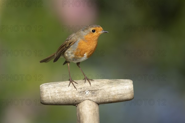 European Robin (Erithacus rubecula) adult garden bird on a fork handle in spring, England, United