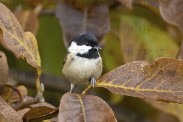 Coal tit (Periparus ater) adult garden bird in a Magnolia tree with autumn colour leaves, England,