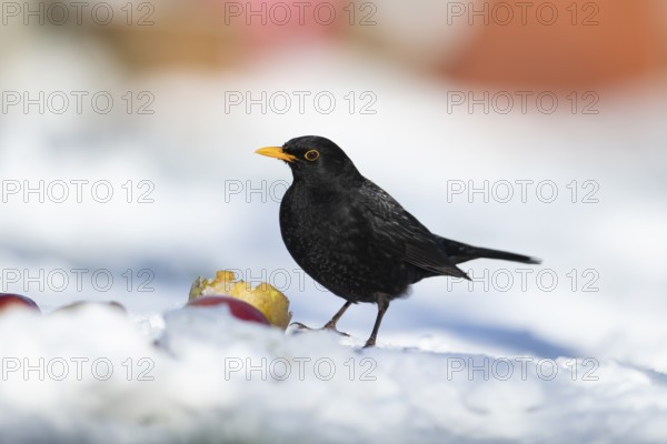Eurasian blackbird (Turdus merula) adult male garden bird feeding on fruit on a snow covered grass