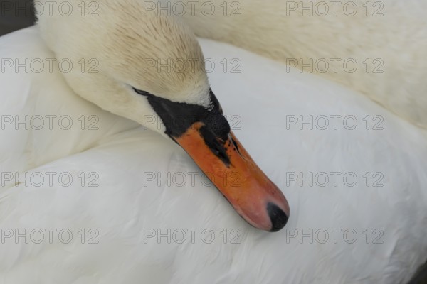 Mute swan (Cygnus olor) adult bird resting its head on its wing, England, United Kingdom