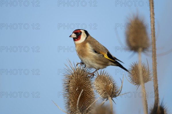 European goldfinch (Carduelis carduelis) adult garden bird on a Teasel seedhead in winter, England,