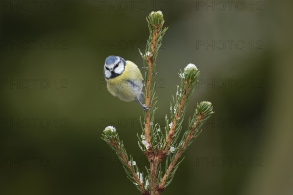 Blue tit (Cyanistes caeruleus) adult garden bird on a Christmas spruce tree in winter, England,