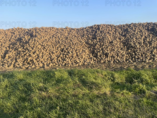Agriculture, sugar beet storage in the field, Mecklenburg-Western Pomerania, Western Pomerania