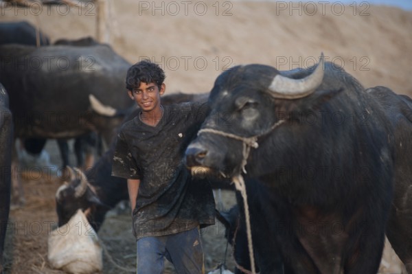 Basra, Iraq. November 3rd 2018 A young Iraqi buffalo farmer with his herd in the marshes of