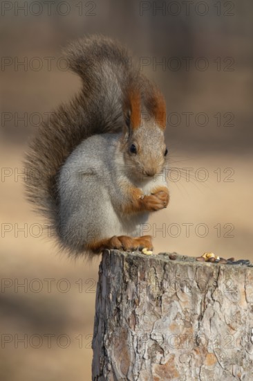Squirrel in a park. Krasnodar. Russia