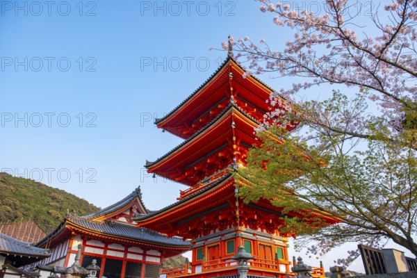 Sanjunoto Pagoda and Kyodo Hall in the evening light, cherry blossom, Kiyomizu-dera Temple, in the