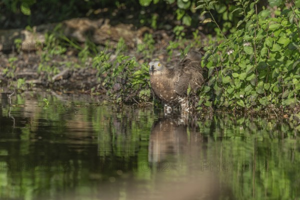 Honey buzzard (Pernis apivorus) - The European honey buzzard observes its surroundings by staying