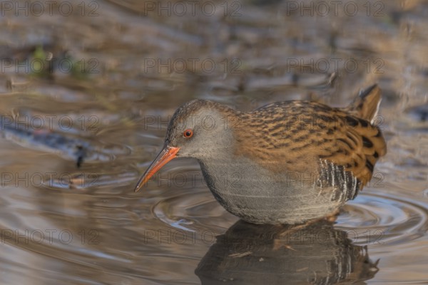 Water Rail (Rallus aquaticus) runs along a branch at the edge of the water in the moor. The sun