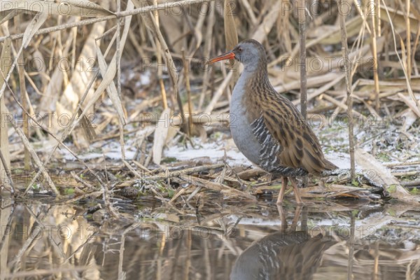 Water rail (Rallus aquaticus) walks along a branch at the water's edge in the moor. The sun clears