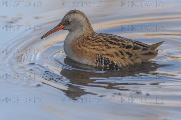 Water Rail (Rallus aquaticus) runs along the water's edge in a moor. The sun illuminates the