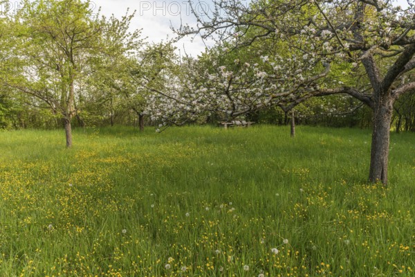 Fruit trees are in an orchard in France in spring. White flowers bloom while green grasses grow all