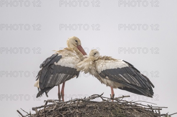 Two white storks (ciconia ciconia) are on a large nest at the top of a tree. They are looking at