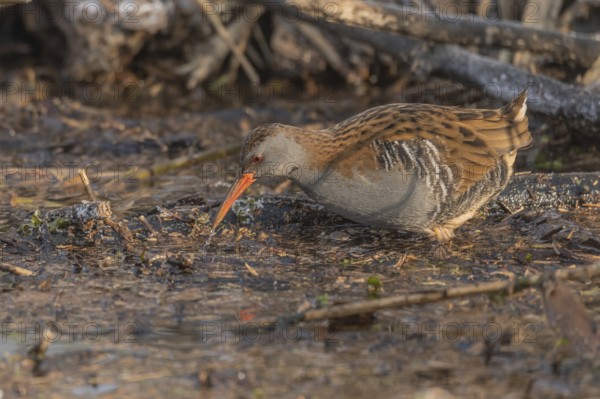 Water rail (Rallus aquaticus) walks along a branch at the edge of the water in the moor. The sun