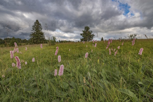Pink flowers grow in green field. The sky is covered with clouds. Some trees can be seen in the