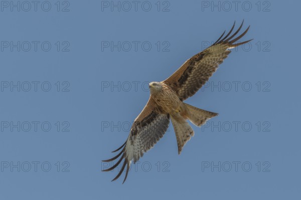 Red kite (Milvus milvus) - Red kite soaring its wings into the blue sky. The bird searches for its