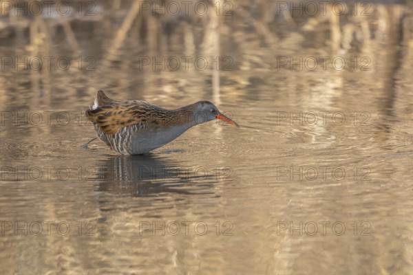 Water rail (Rallus aquaticus) walks along the water's edge in a moor. The sun illuminates the