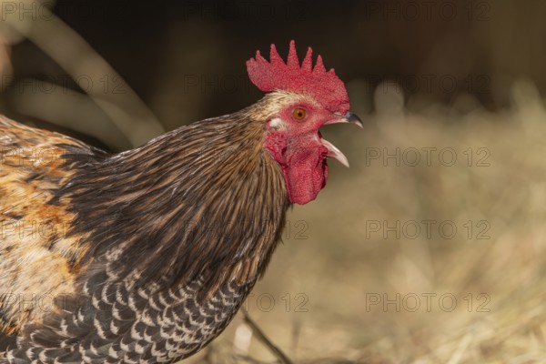 Rooster stands on the farm and crows early in the morning. The sun shimmers slightly and there is