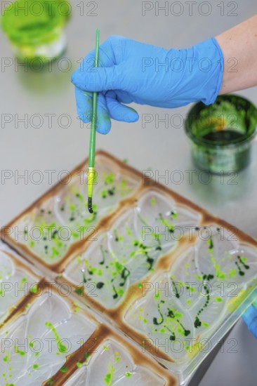 A brush with green paint is held over a chocolate mold by a gloved blue hand, Vegan Chocolate