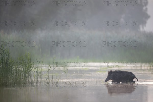 The wild boar (Sus scrofa) heads purposefully for an island in the pond, water, swimming, fog,
