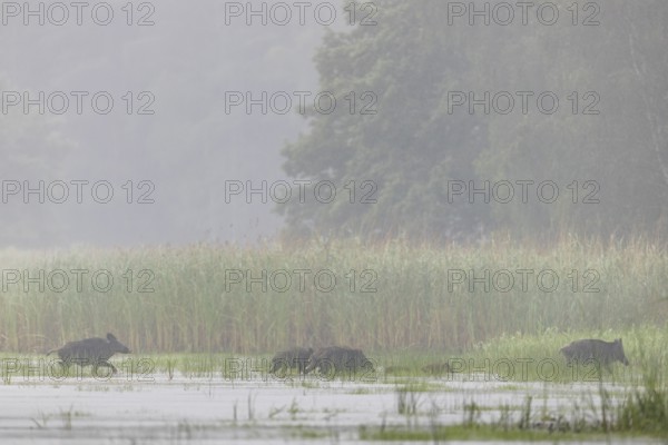 A few metres in front of reaching the reed belt, the leading wild boar creek (Sus scrofa) ensures
