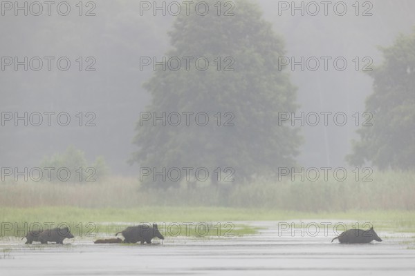 A small herd of wild boars (Sus scrofa) appears in front of the photo hideout and crosses a pond,