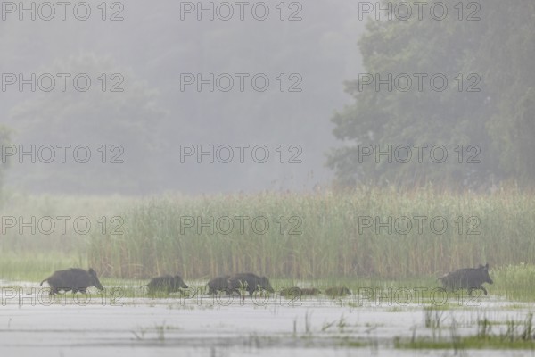 A non-leading wild boar (Sus scrofa) runs ahead, followed by young boars and defectors, at the end