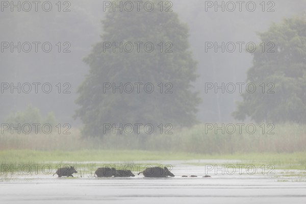 A small herd of wild boars (Sus scrofa) crosses a pond, water, swimming, fog, mystical, family,