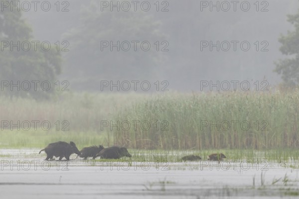The pack of wild boar (Sus scrofa) has quickly crossed the pond and moves into a nearby reed belt,