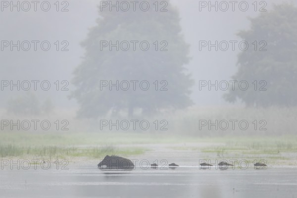 The wild boar (Sus scrofa) has no regard for the depth of the water, the young boar must follow it