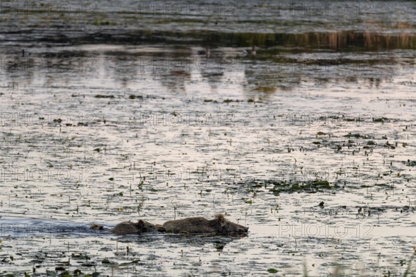 At dusk, wild boars (Sus scrofa) become active, and water does not prevent them from reaching their
