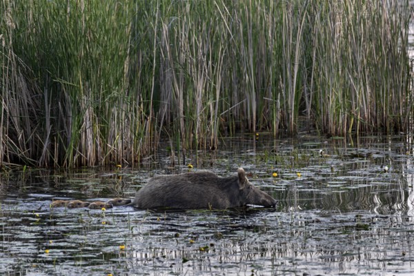 Swimming is not a problem for young animals (Sus scrofa), much more dangerous is the rapid cooling