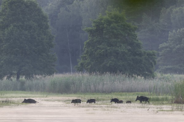 A herd of wild boar (Sus scrofa), consisting of bucks, ruffians and young boars, crosses a pond in