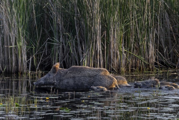 While the wild boar (Sus scrofa) already has solid ground under its shells, the young boar still