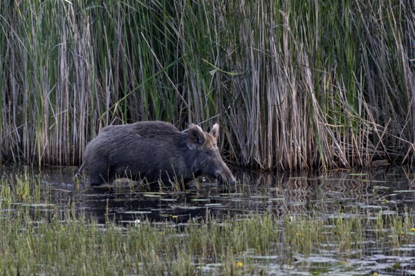 While the wild boar (Sus scrofa) still has solid ground under its shells, the young boar have to