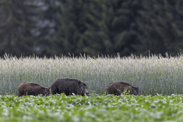 Unfortunately, we were only lucky enough to photograph the wild boar (Sus scrofa) with its young in
