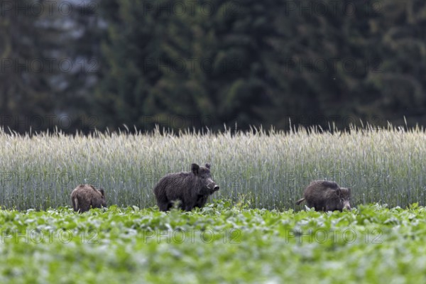 The slightest noise prompts the wild boar (Sus scrofa) to look attentively and a few seconds later
