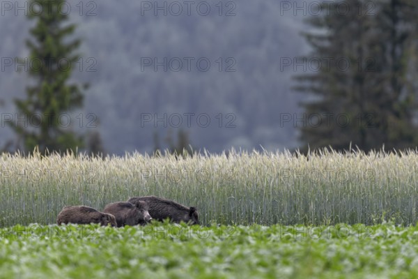 During our holiday in Slovakia, we can observe this wild boar (Sus scrofa) with its young in a beet