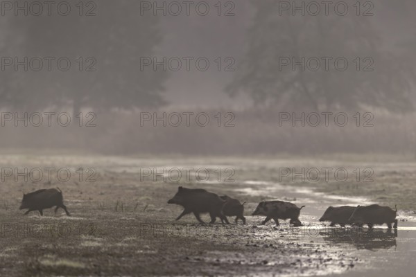 After the herd has crossed the stream, the wild boar (Sus scrofa) takes the lead again, morning