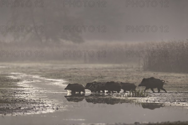 A wild boar (Sus scrofa) crosses a stream with its young, usually the mother always leads the pack,