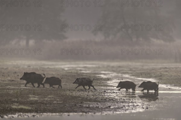 A wild boar (Sus scrofa) and its young disappear into the nearby reed belt at a pig's gallop,