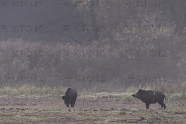 A wild boar (Sus scrofa) looks attentively towards the opposite reed belt, while a second one