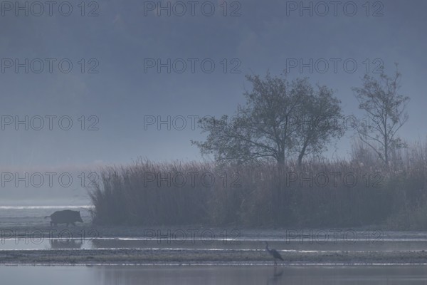After crossing a large muddy area, a wild boar creek (Sus scrofa) changes into a reed belt, a grey