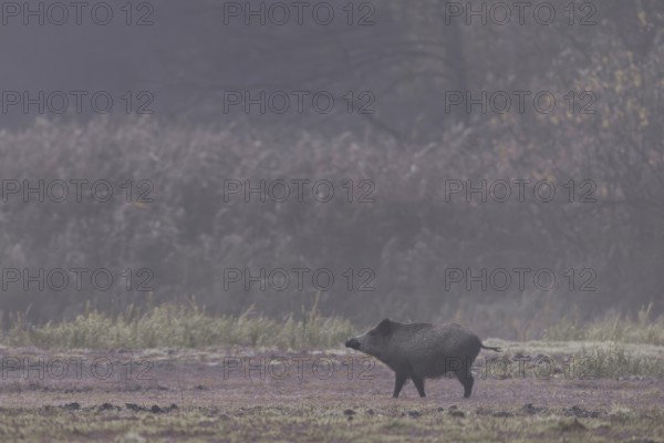A wild boar (Sus scrofa) is looking attentively towards the opposite reed belt, morning mist,