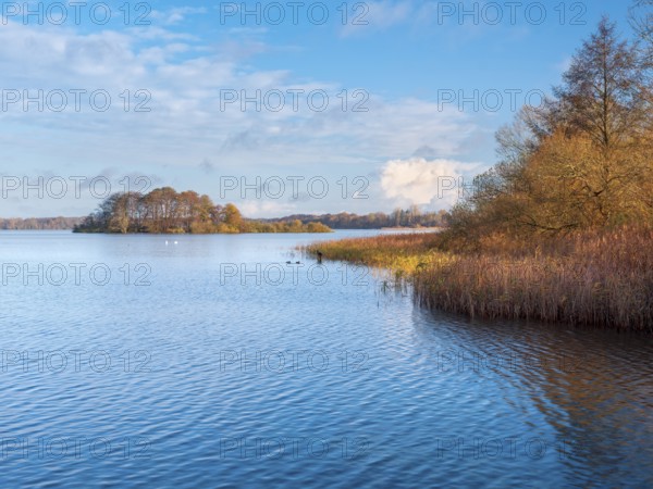 View of Schaalsee with island in autumn, reeds and trees in autumn colors, Schaalsee Biosphere