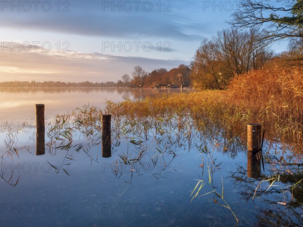 Posts and reeds in Schaalsee in the first morning light, reeds in autumn colors, Schaalsee