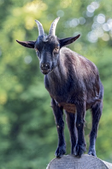 Pygmy goat (Capra aegagrus hircus), shiny black coat, climbing on the trunk of a felled birch tree