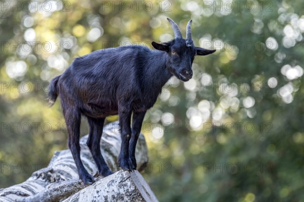 Pygmy goat (Capra aegagrus hircus), shiny black coat, climbing on the trunk of a felled birch tree