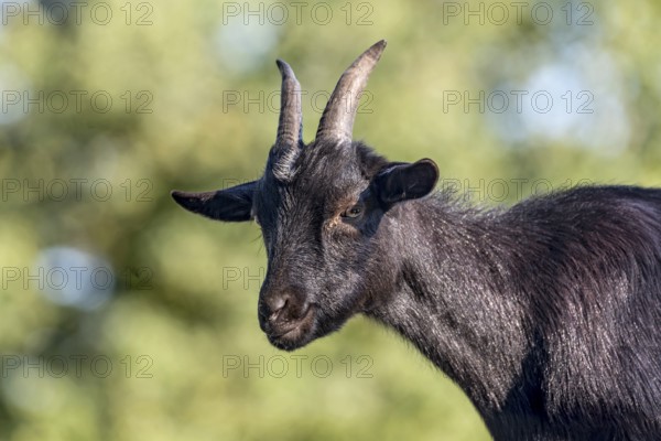 Pygmy goat (Capra aegagrus hircus), shiny black coat, looking down from above, animal portrait,