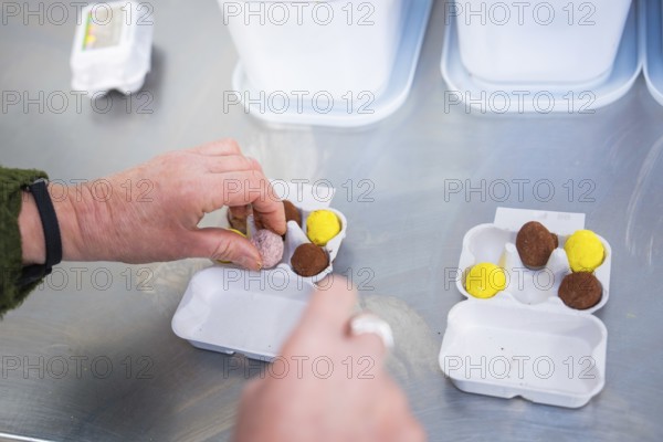 Hands arrange yellow and brown chocolate eggs in cardboard packaging, chocolate quail eggs, Easter